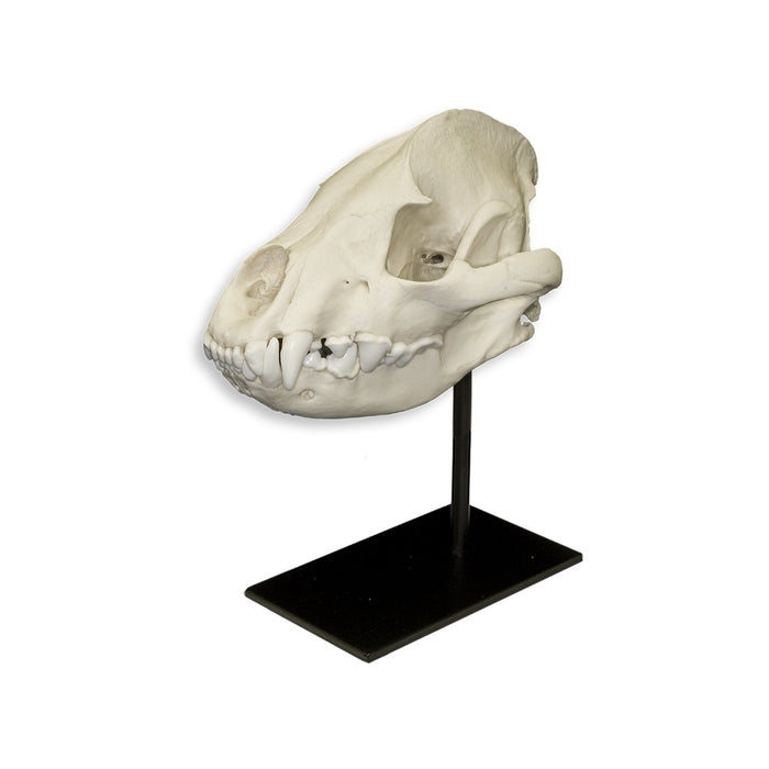 Replica Spotted Hyena Skull