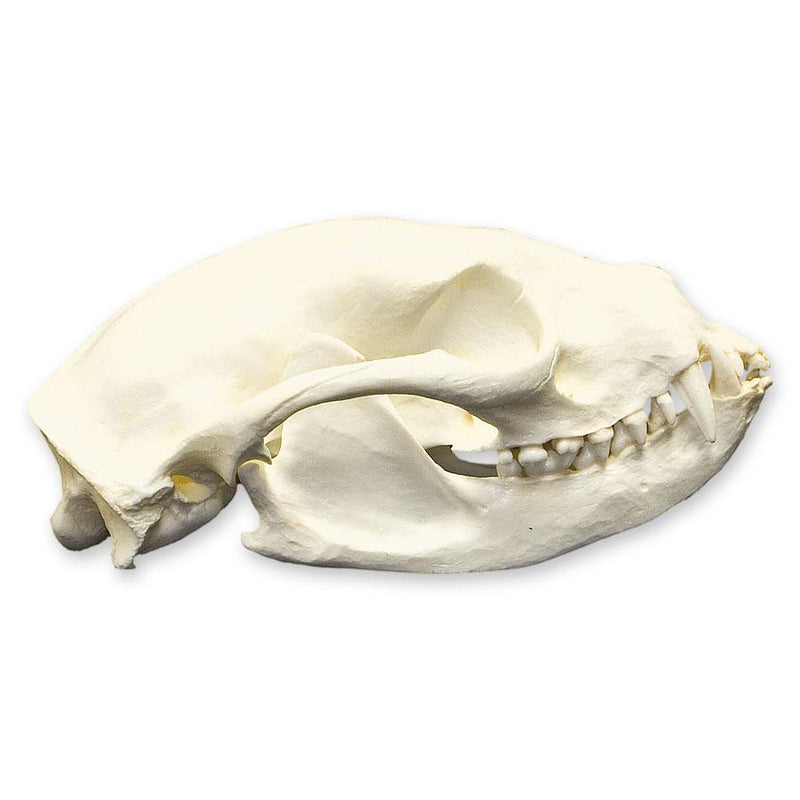 Replica Binturong Skull