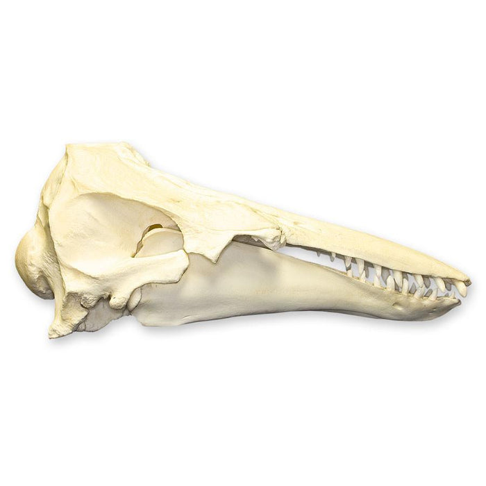 Replica Beluga Whale Skull