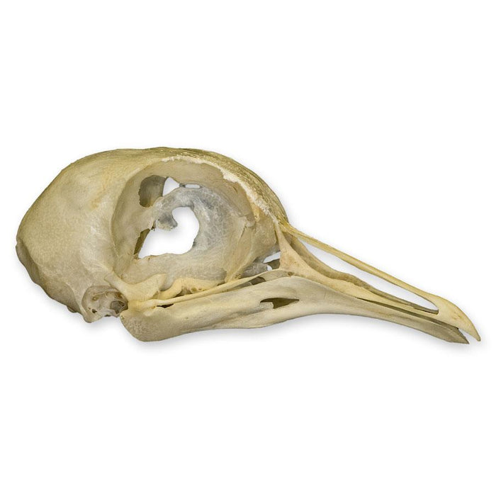Real Pigeon Skull