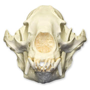 Replica Asiatic Black Bear Skull