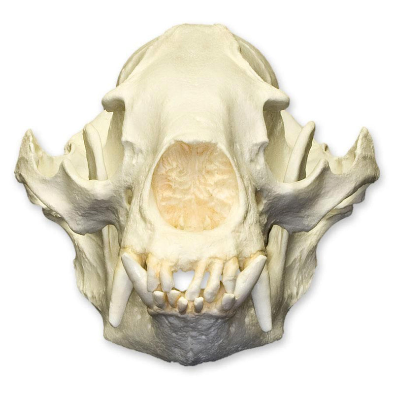 Replica Asiatic Black Bear Skull