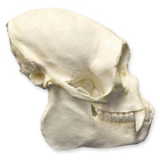 Replica Woolly Spider Monkey Skull