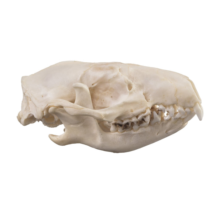 Real Hedgehog Skull