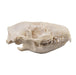 Real Hedgehog Skull