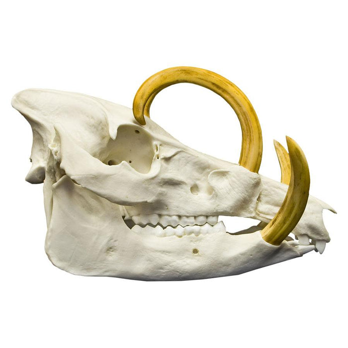 Replica Babirusa Skull