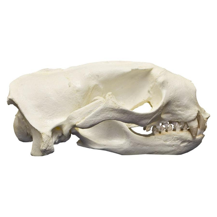 Replica Northern Fur Seal Skull (Male)