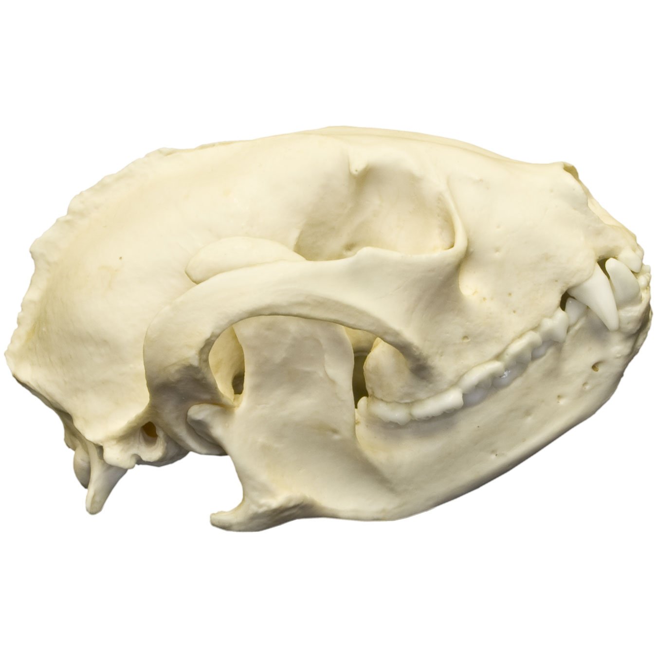 Replica Red Panda Skull — Skulls Unlimited International, Inc.
