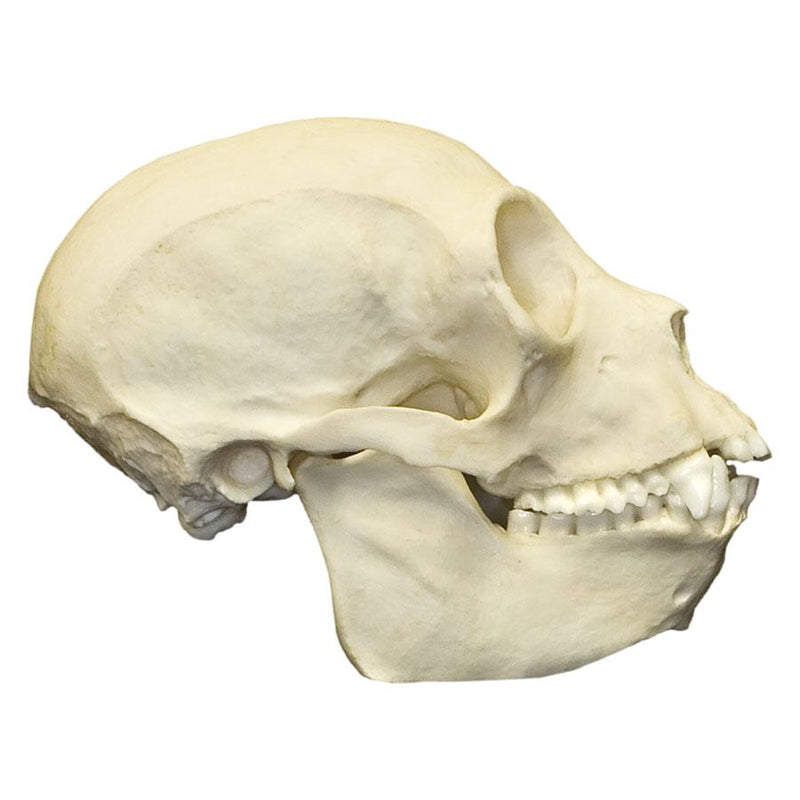 Replica Black Spider Monkey Skull