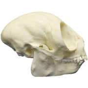 Replica Owl Monkey Skull