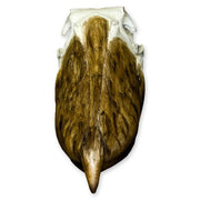 Replica Shoebill Skull