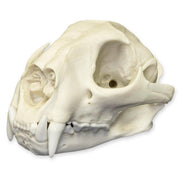 Replica Mountain Lion Skull - Male