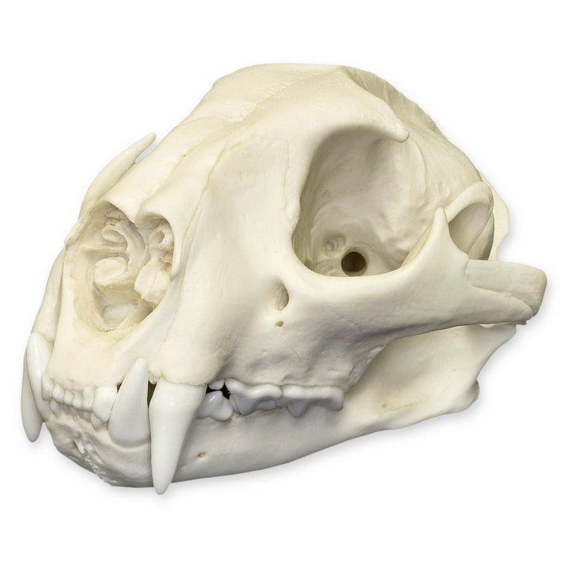 Replica Mountain Lion Skull - Male