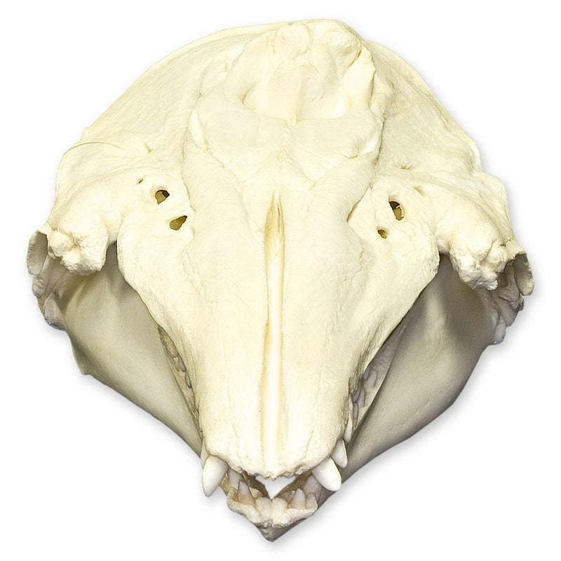 Replica Beluga Whale Skull
