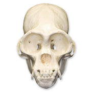 Replica Woolly Spider Monkey Skull