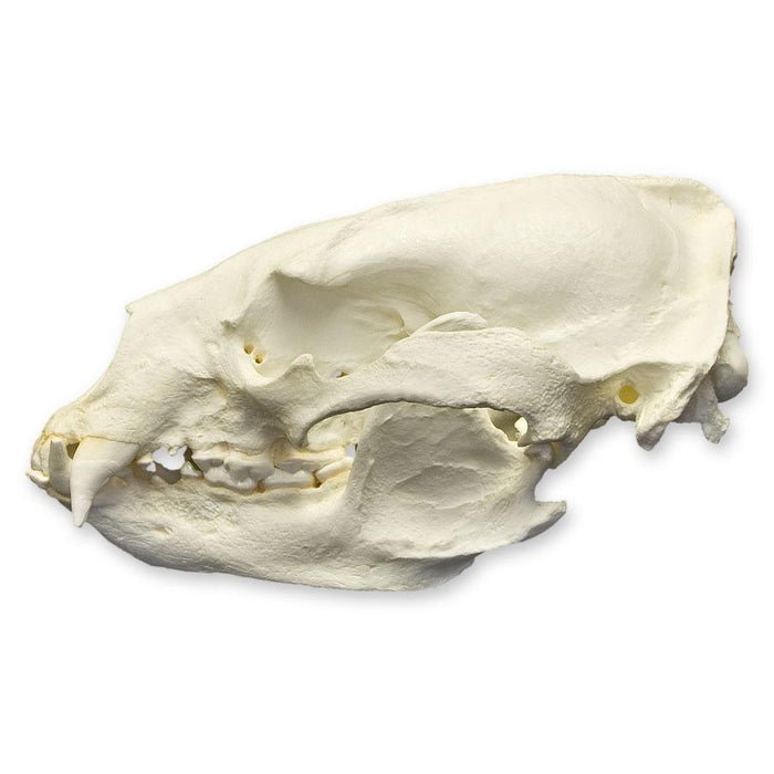 Replica Asiatic Black Bear Skull