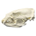 Replica Asiatic Black Bear Skull