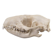 Real Hedgehog Skull