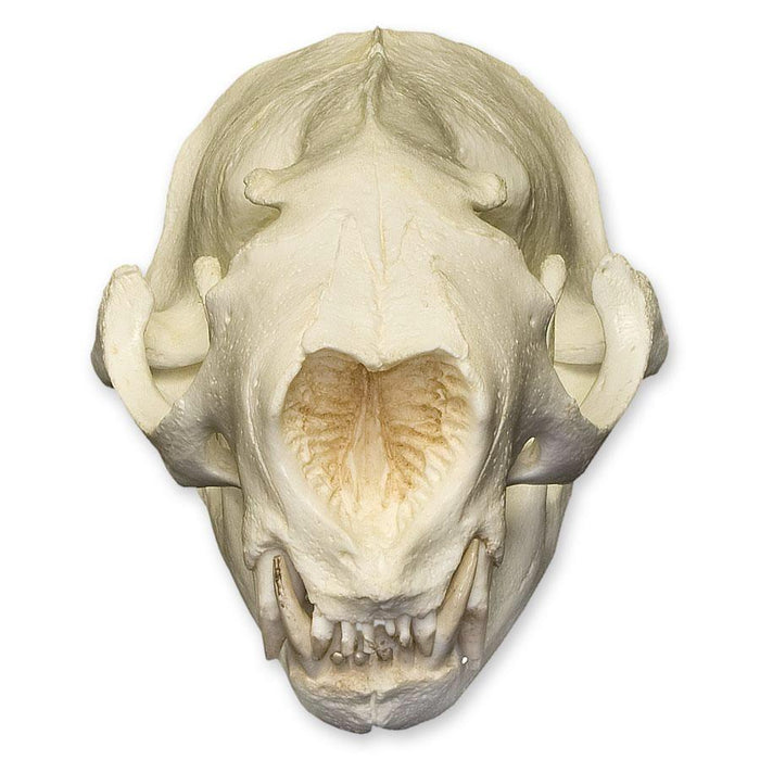 Replica Northern Fur Seal Skull (Male)