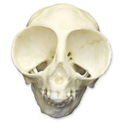 Replica Owl Monkey Skull