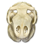 Real Green Iguana Skull