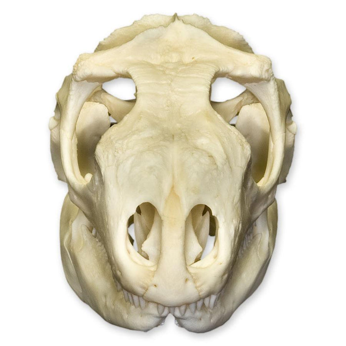 Real Green Iguana Skull