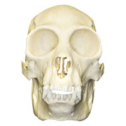 Replica Black Spider Monkey Skull