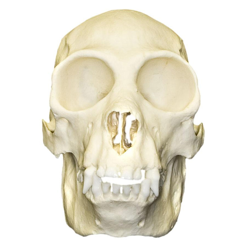 Replica Black Spider Monkey Skull