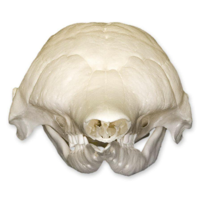 Real Nine-banded Armadillo Skull