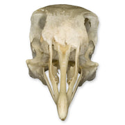 Real Pigeon Skull
