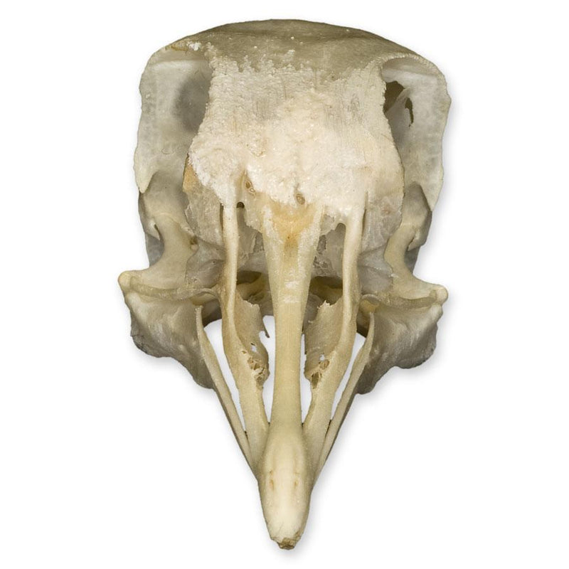Real Pigeon Skull
