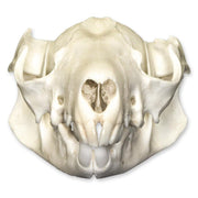 Real Brushtail Possum Skull