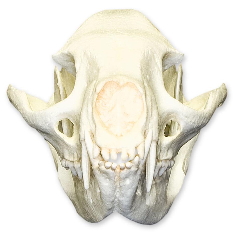 Replica Binturong Skull For Sale — Skulls Unlimited International