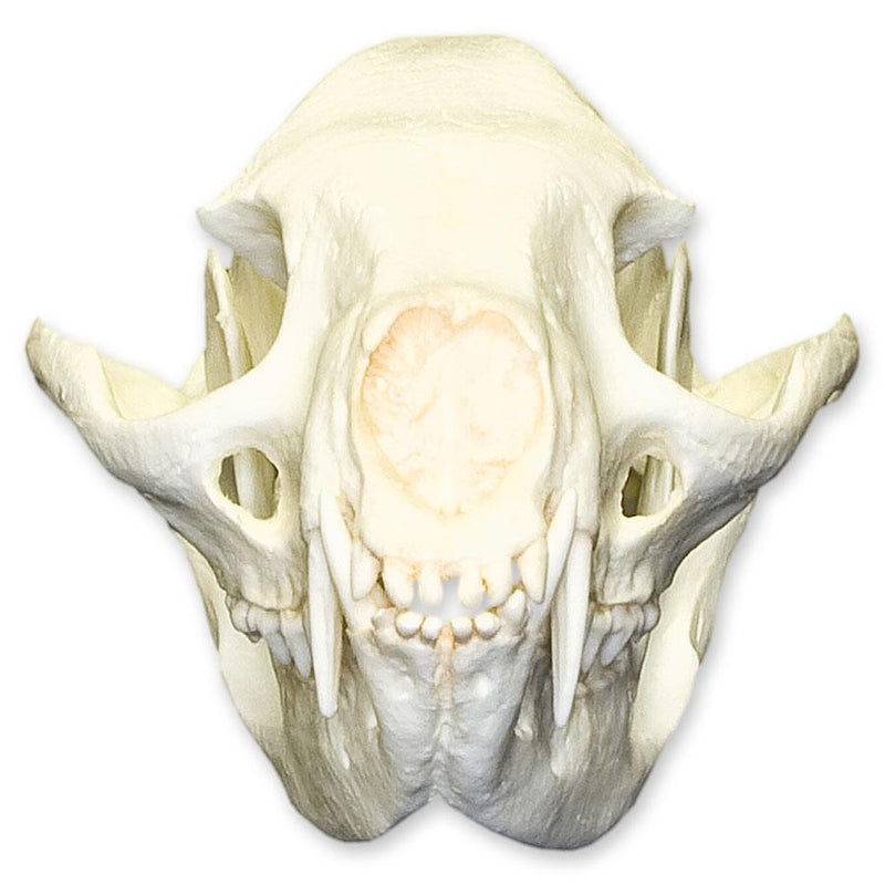 Replica Binturong Skull