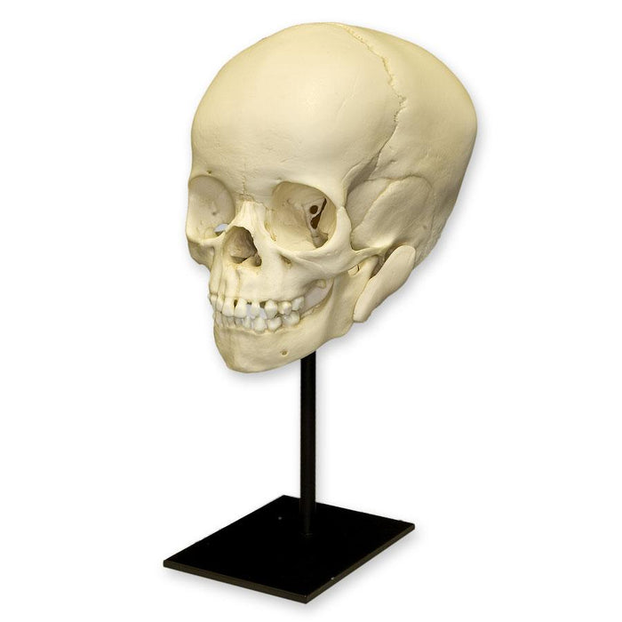 Replica 4-year-old Human Child Skull