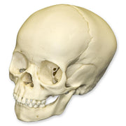 Replica 4-year-old Human Child Skull