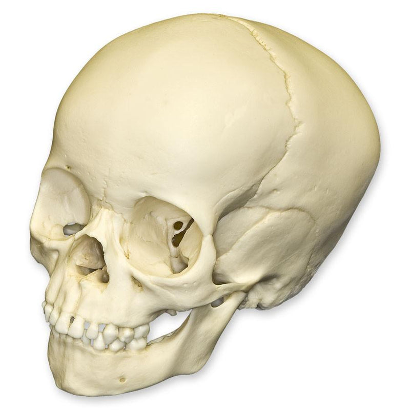 Replica 4-year-old Human Child Skull