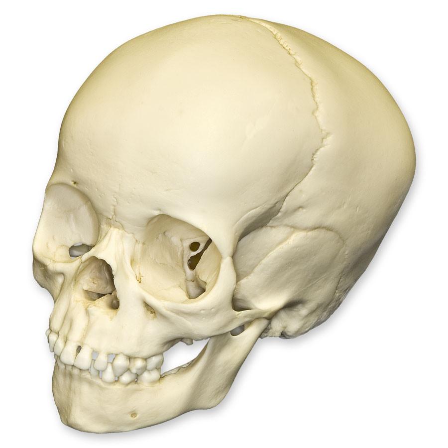 スカルヘッドバット SKULL HEADBUTT Class Of 1992 Skull Baseball Cap for Men, Skull Death Crack Old Metal with