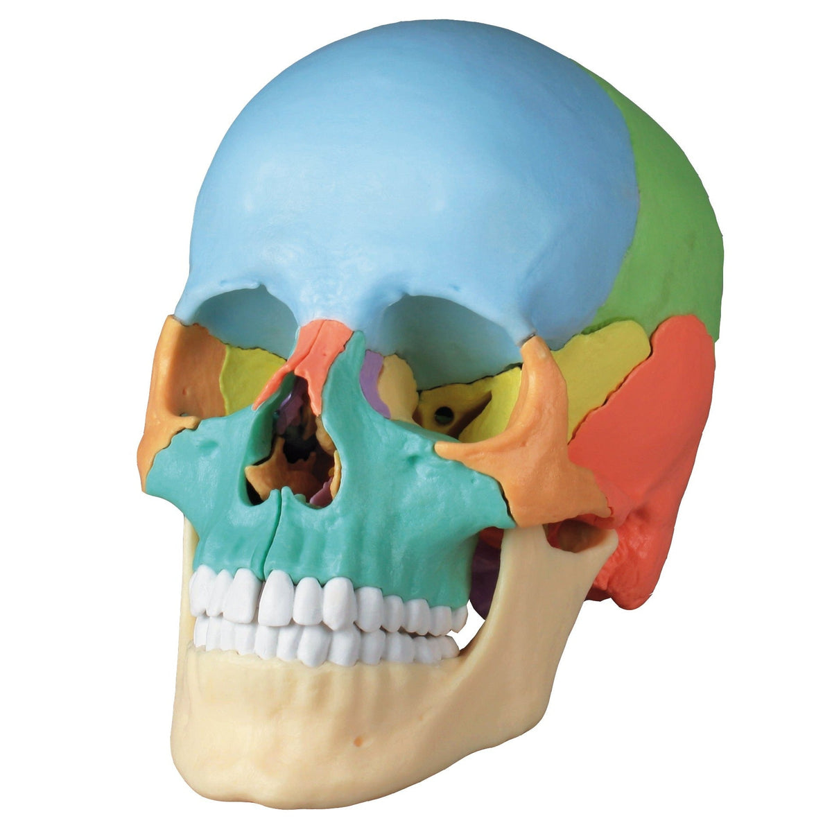 Replica 22 Piece Osteopathic Human Skull For Sale — Skulls