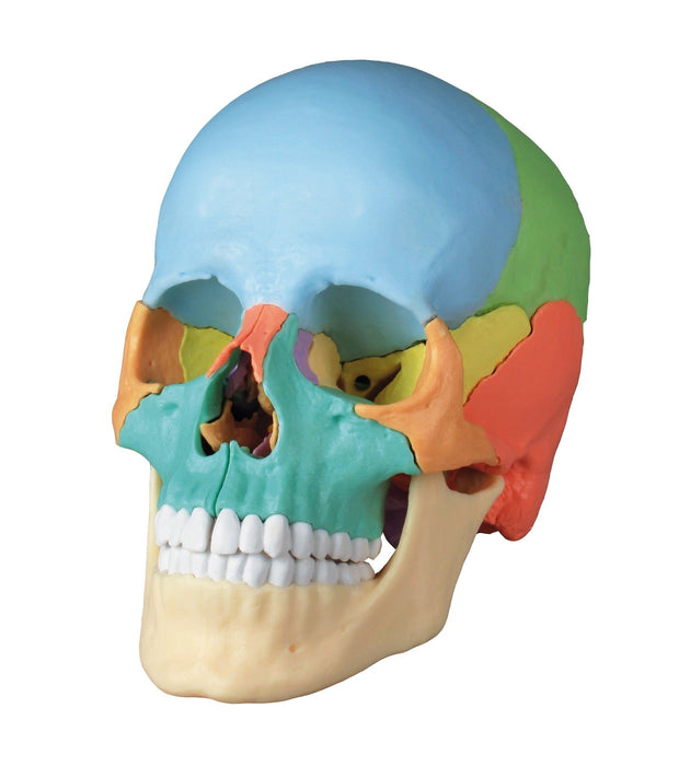 Replica Didactical Osteopathic Human Skull - 22 Pieces