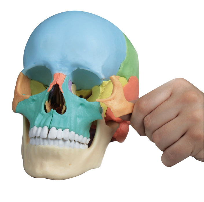 Replica Didactical Osteopathic Human Skull - 22 Pieces