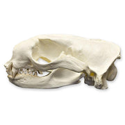 Replica Northern Fur Seal Skull (Male)