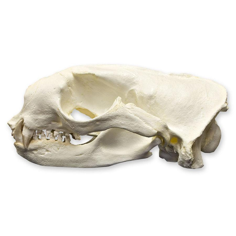 Replica Northern Fur Seal Skull (Male)