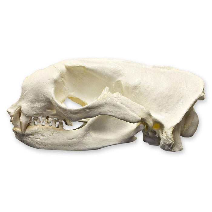 Replica Northern Fur Seal Skull (Male)