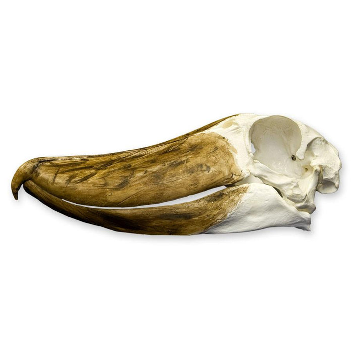 Replica Shoebill Skull
