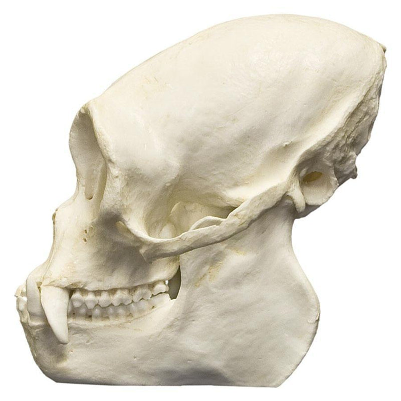 Replica Woolly Spider Monkey Skull