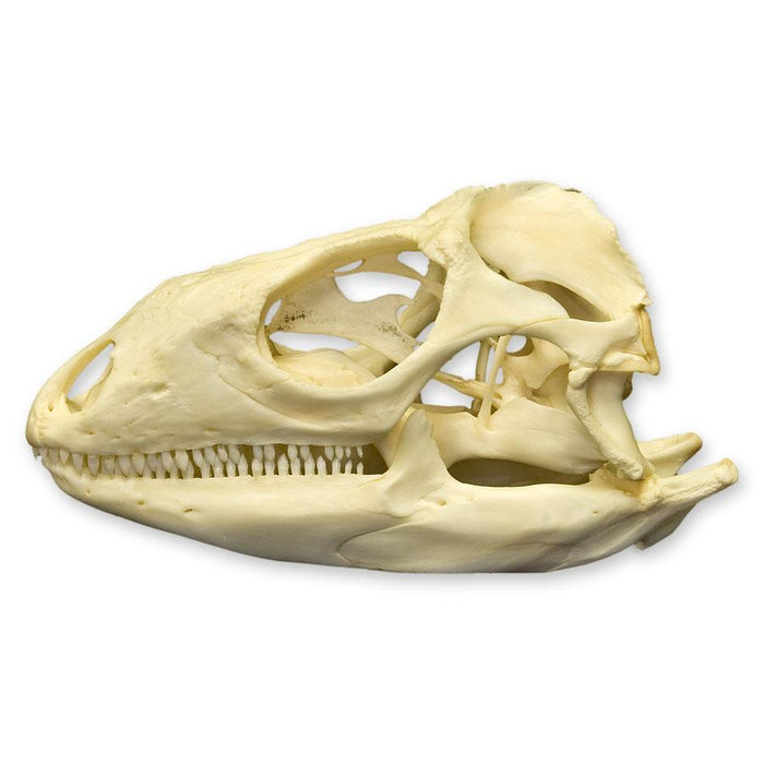 Real Green Iguana Skull