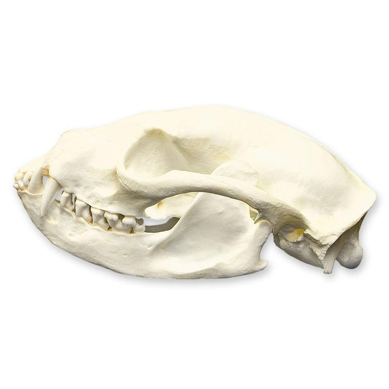 Replica Binturong Skull