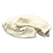 Replica Binturong Skull