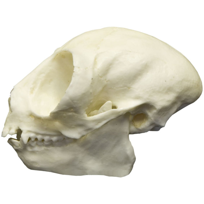 Replica Owl Monkey Skull